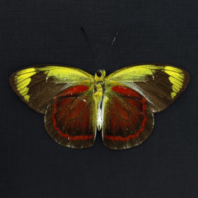Rare red Delias butterfly framed taxidermy - Delias duris - Victorian mount