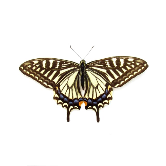 Real Swallowtail butterfly framed taxidermy - Papilio xuthus - Victorian mount