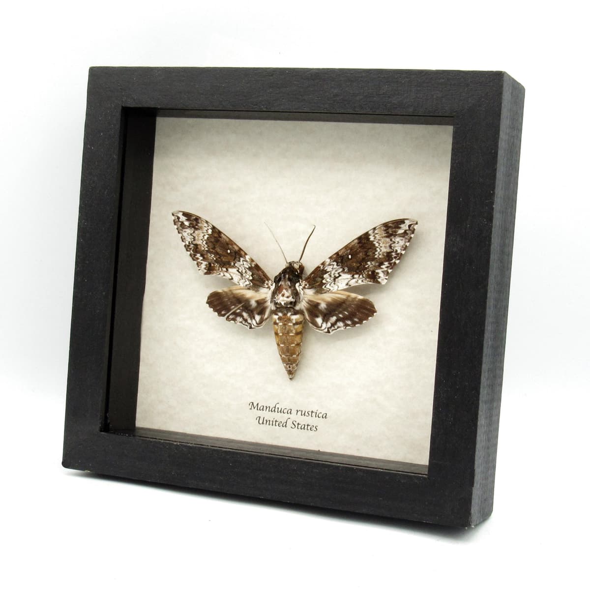Real large Rustic Sphinx moth framed taxidermy - Manduca rustica - large female