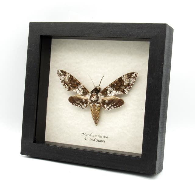 Real large Rustic Sphinx moth framed taxidermy - Manduca rustica - large female