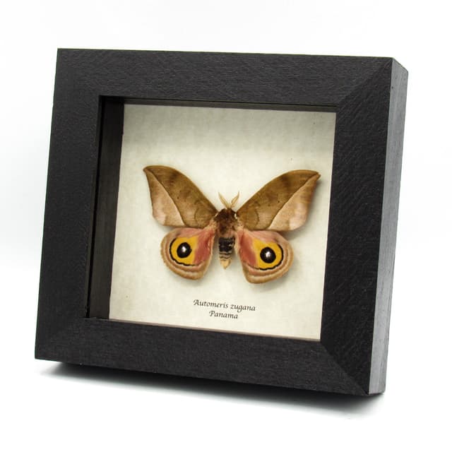 Real Saturn moth framed taxidermy - Automeris zugana