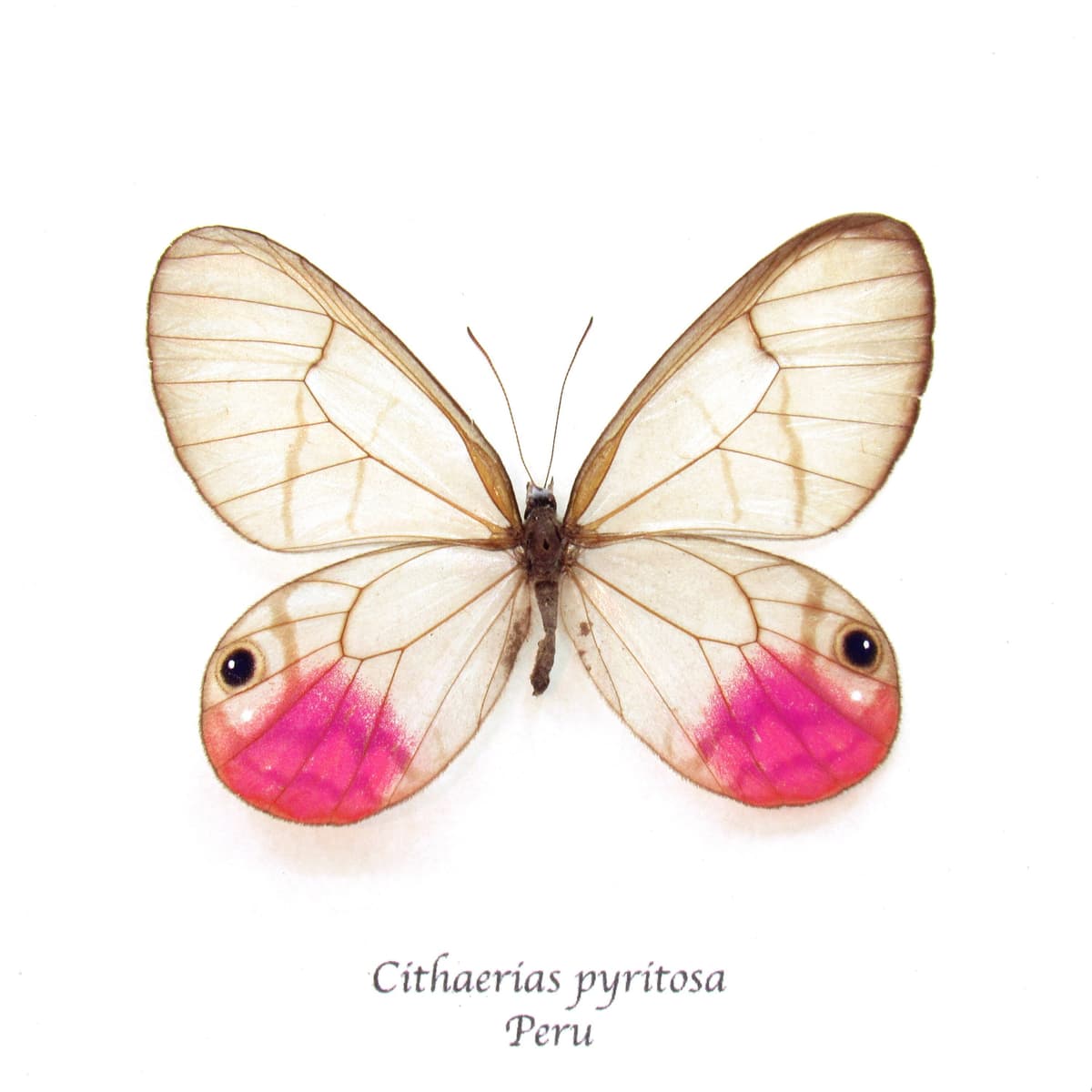 Rare magenta glasswing butterfly framed - Cithaerias pyritosa