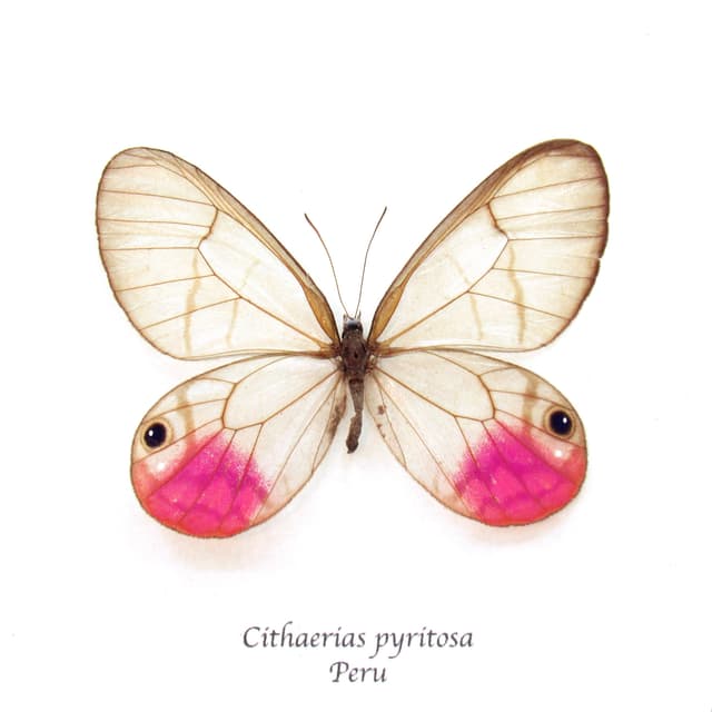 Rare magenta glasswing butterfly framed - Cithaerias pyritosa