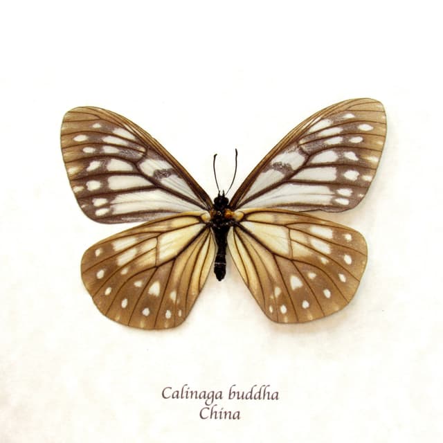 Real Freak butterfly framed taxidermy - Calinaga buddha
