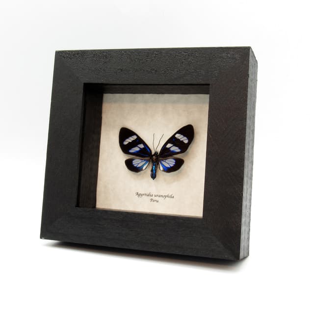 Real metallic blue framed moth taxidermy - Agyrtidia uranophila