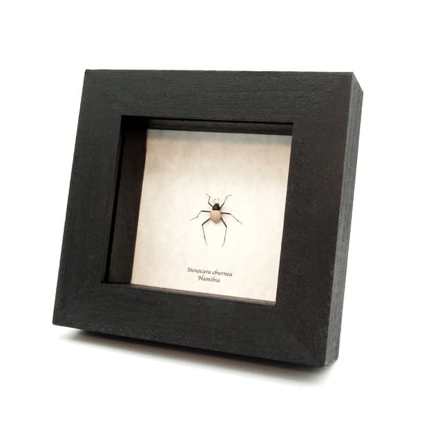 Very rare Fog Drinker Darkling Beetle framed taxidermy - Stenocara eburnea