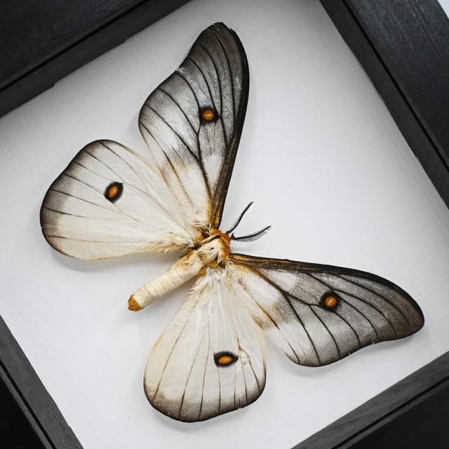 Real Ghostly Silk Moth framed taxidermy - Ceranchia apollina