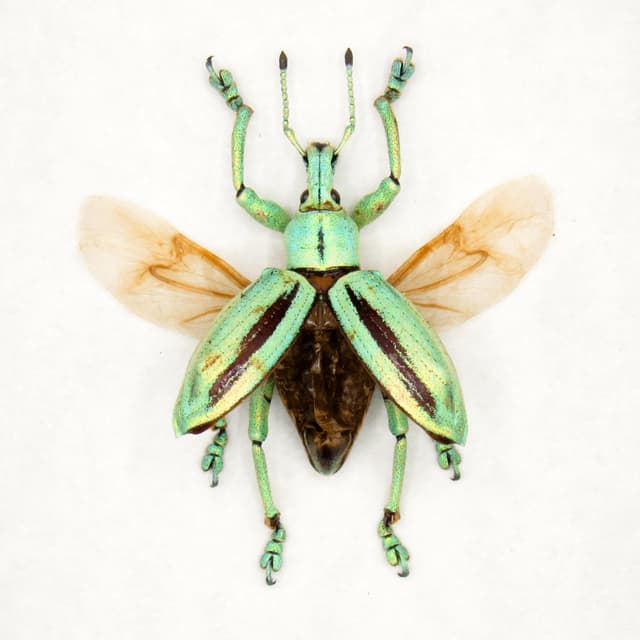 Real glitter beetle framed taxidermy - Eupholus cuvieri - wings open