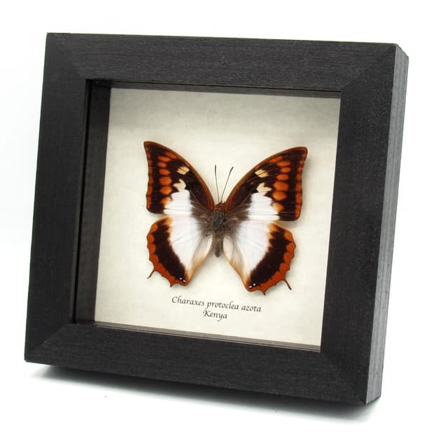 Rare Flame Bordered Charaxes butterfly framed taxidermy - Charaxes protoclea azota - female
