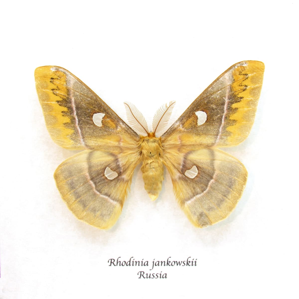Real Rusty Emperor Silk Moth framed taxidermy - Rhodinia jankowskii
