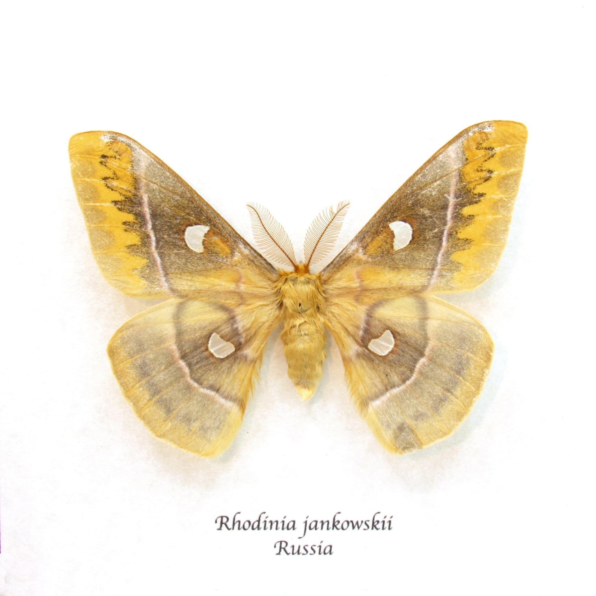 Real Rusty Emperor Silk Moth framed taxidermy - Rhodinia jankowskii
