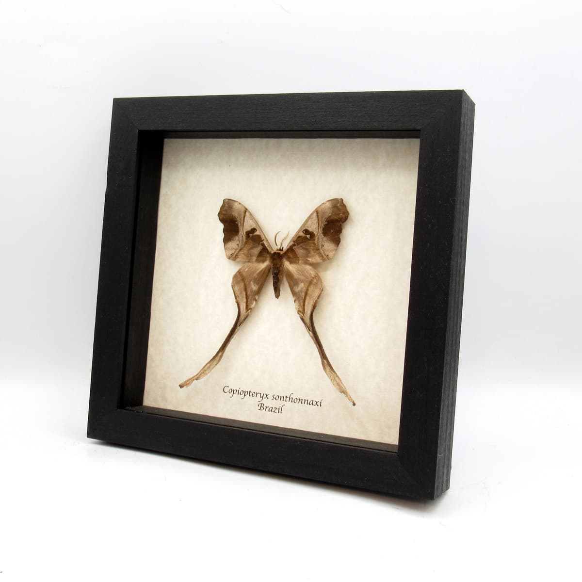 Rare Saturn moth framed taxidermy - Copiopteryx sonthonnaxi