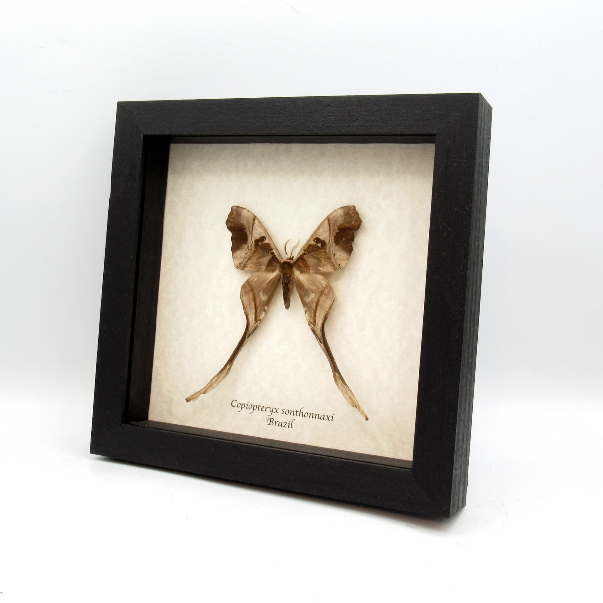 Rare Saturn moth framed taxidermy - Copiopteryx sonthonnaxi