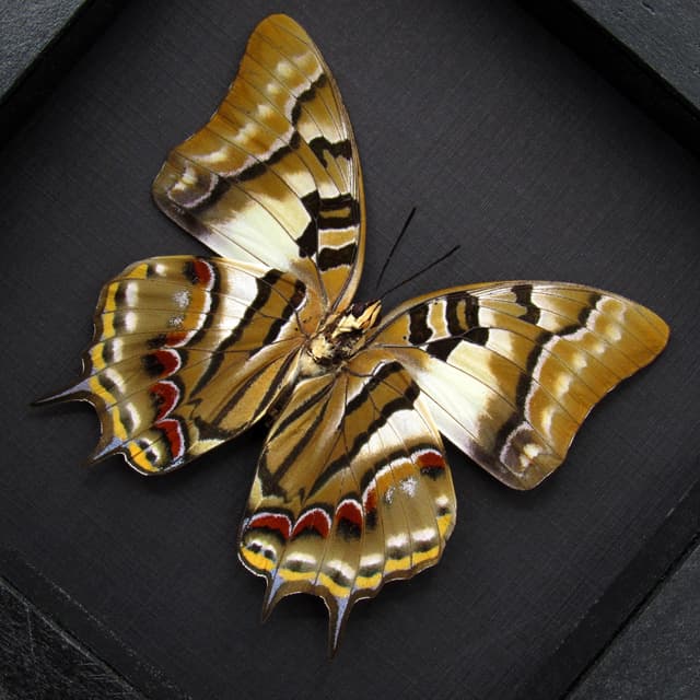 Real butterfly framed taxidermy - Polyura pyrrhus - large female