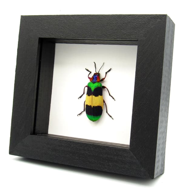 Rare Glittering Jewel beetle framed taxidermy - Chrysochroa corbetti