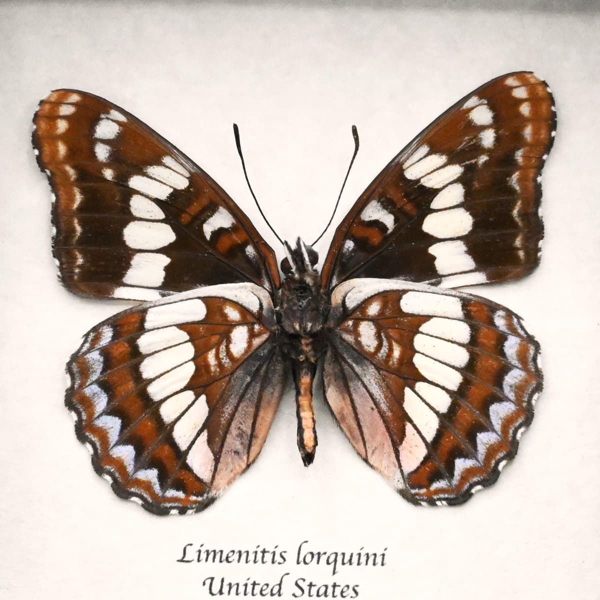 Real Admiral butterfly framed taxidermy - Limenitis lorquini
