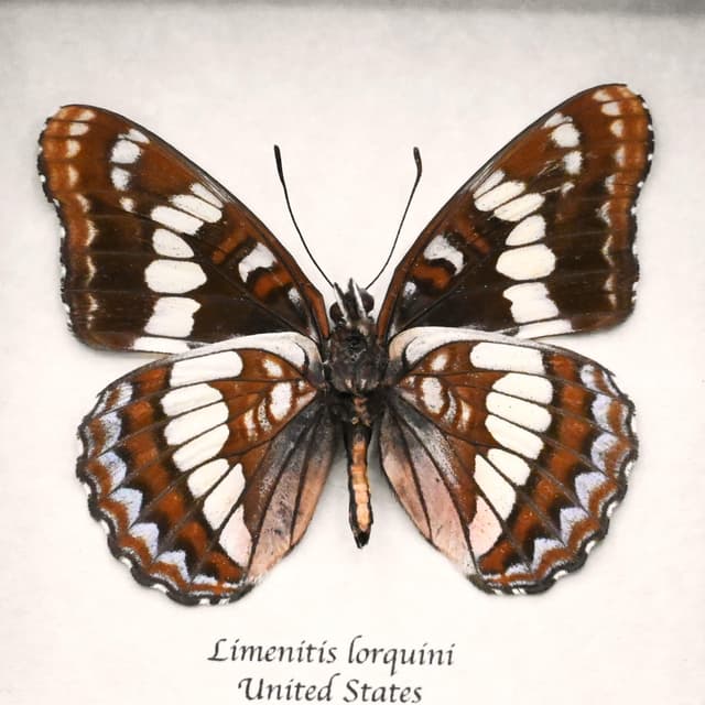 Real Admiral butterfly framed taxidermy - Limenitis lorquini