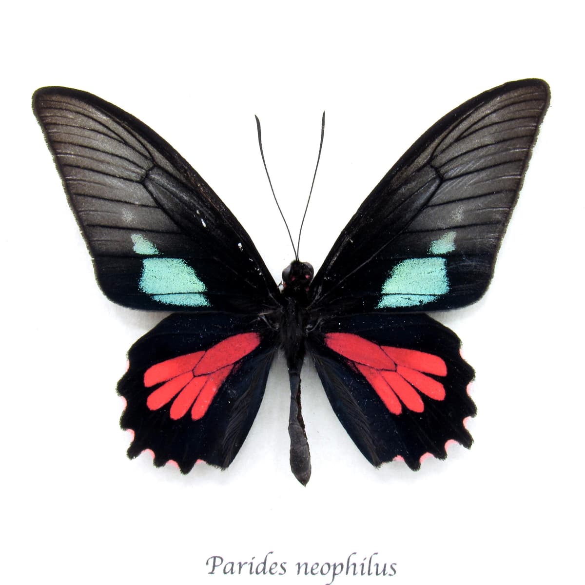 Real red Cattleheart butterfly framed taxidermy - Parides neophilus