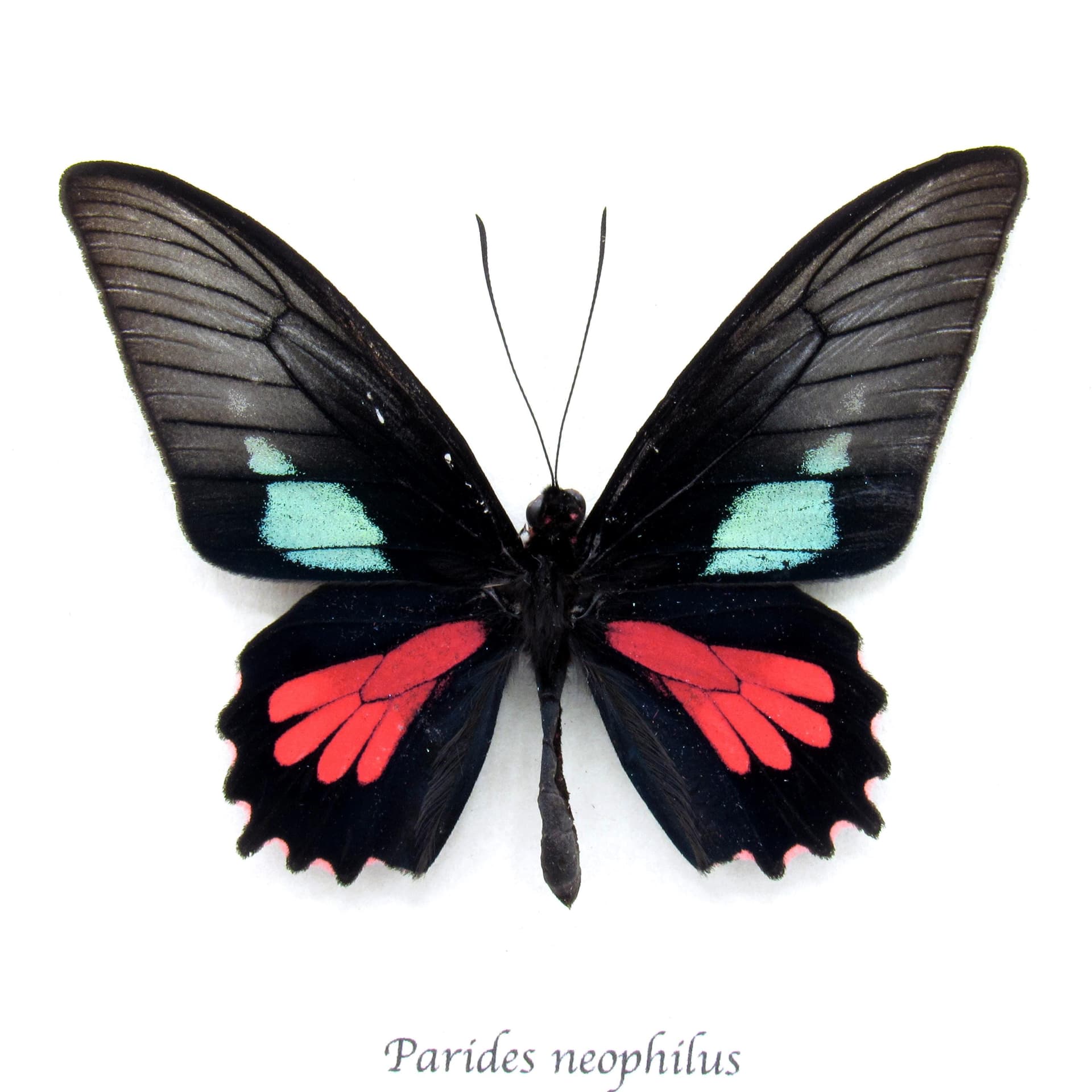 Real red Cattleheart butterfly framed taxidermy - Parides neophilus