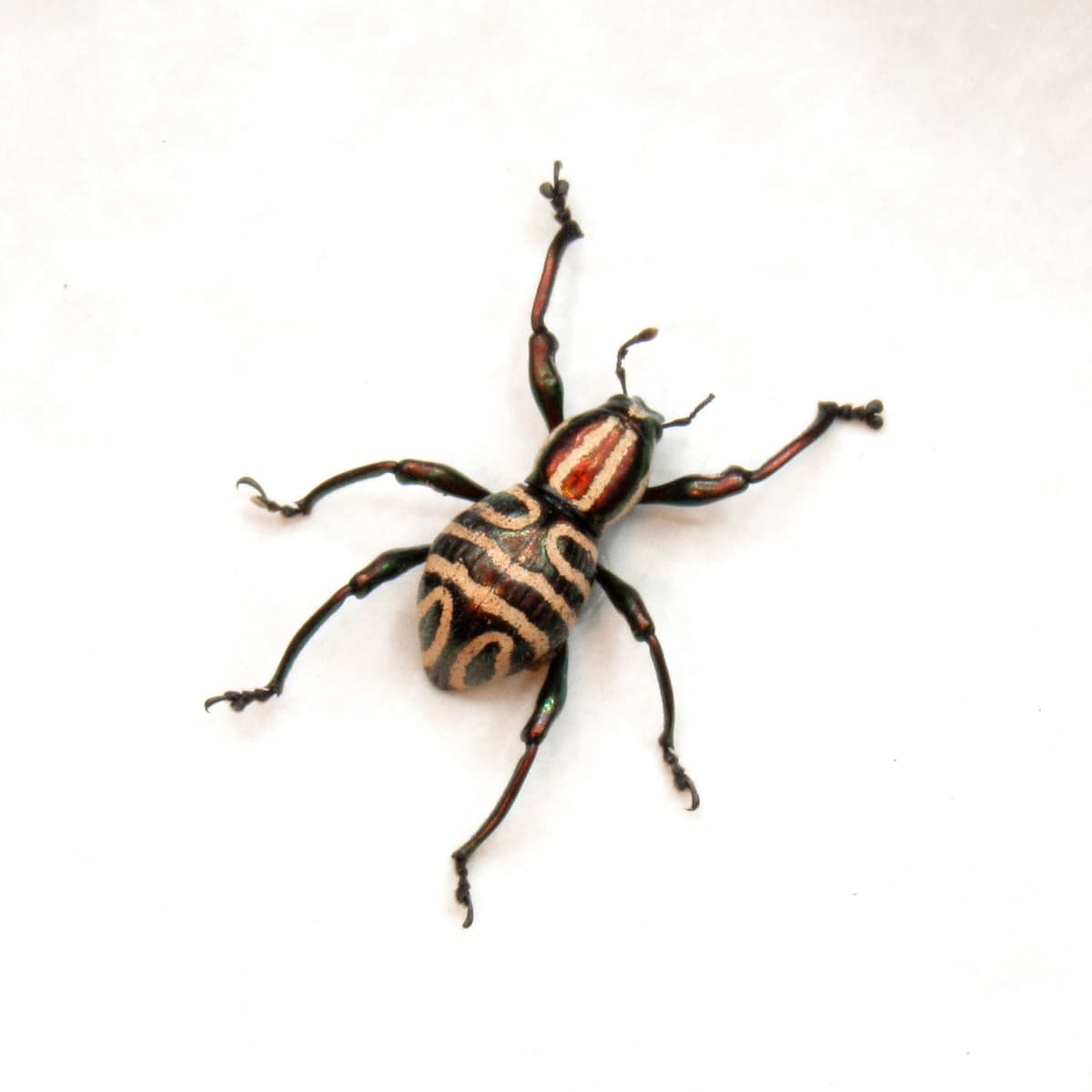 WEEVIL MANIA!  Rare red metallic beetle framed taxidermy - Pachyrhynchus speciosus