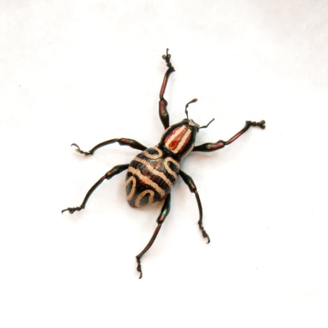 WEEVIL MANIA!  Rare red metallic beetle framed taxidermy - Pachyrhynchus speciosus
