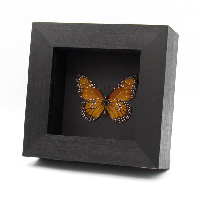 Real Queen butterfly framed taxidermy - Danaus gilippus