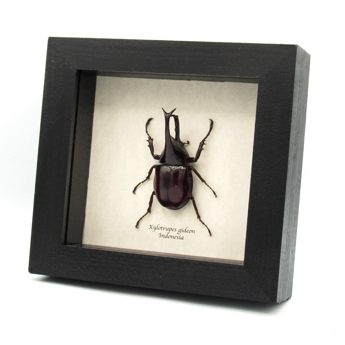 Real Rhinoceros beetle framed taxidermy - Xylotrupes gideon