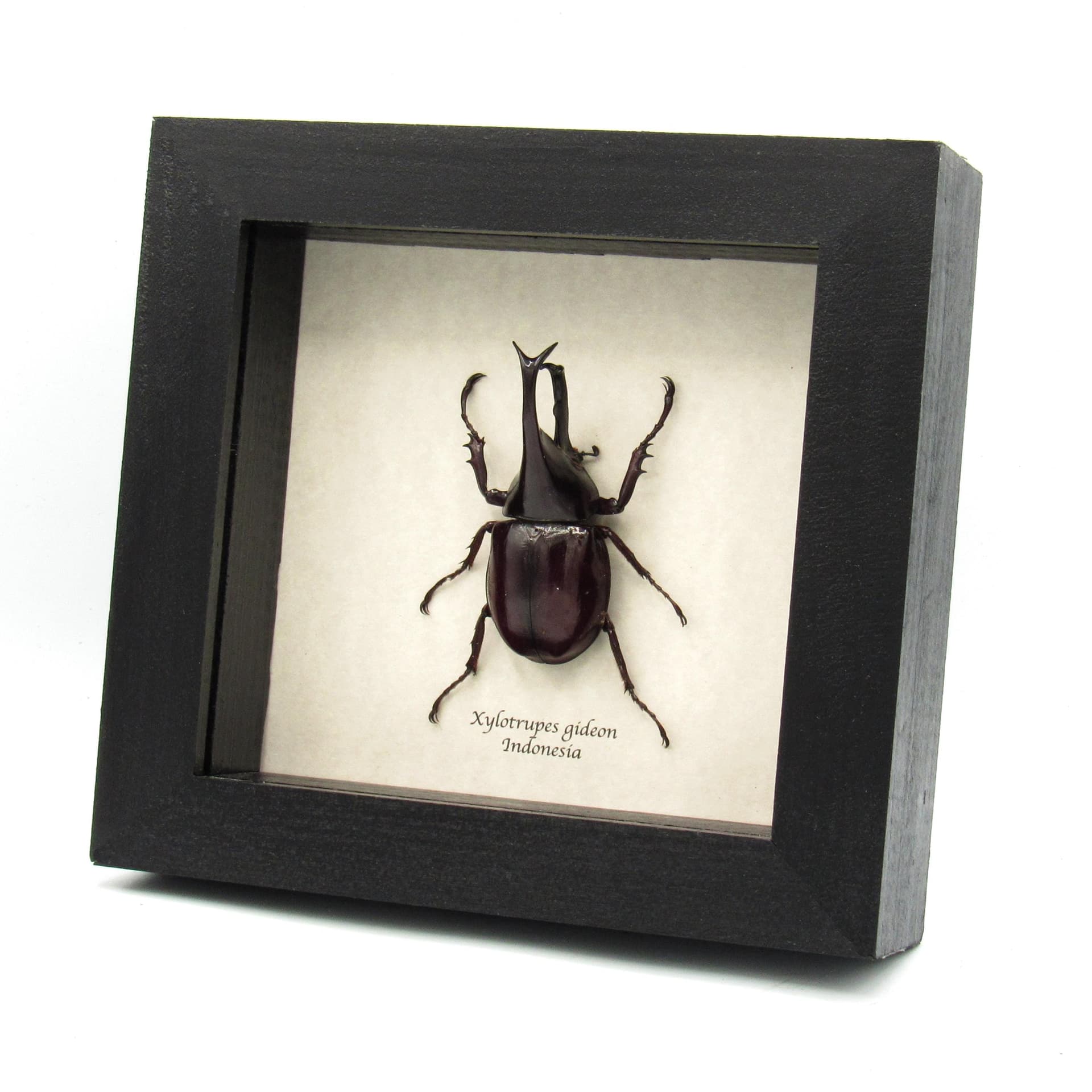 Real Rhinoceros beetle framed taxidermy - Xylotrupes gideon