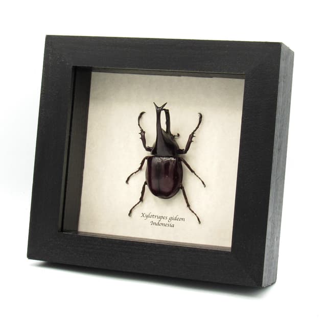 Real Rhinoceros beetle framed taxidermy - Xylotrupes gideon