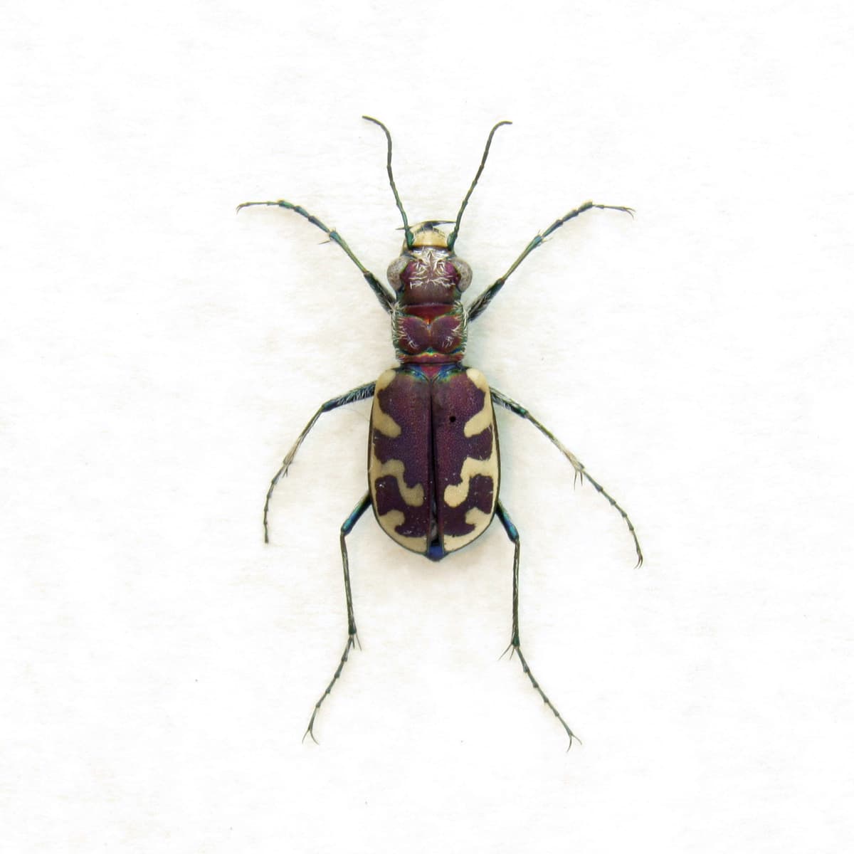 Real Big Sand Tiger Beetle framed taxidermy - Cicindela formosa generosa