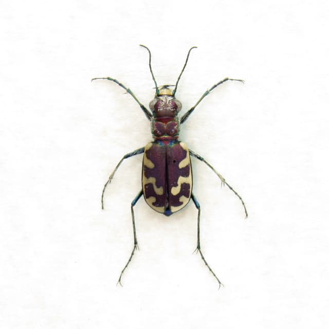 Real Big Sand Tiger Beetle framed taxidermy - Cicindela formosa generosa