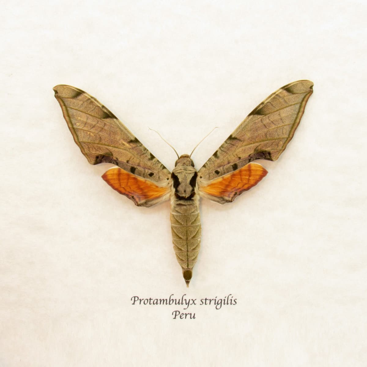 Giant Golden Sphinx moth framed taxidermy - Protambylyx strigilis