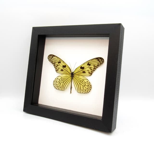 Rare Electra's Tree-Nymph butterfly framed taxidermy - Idea electra