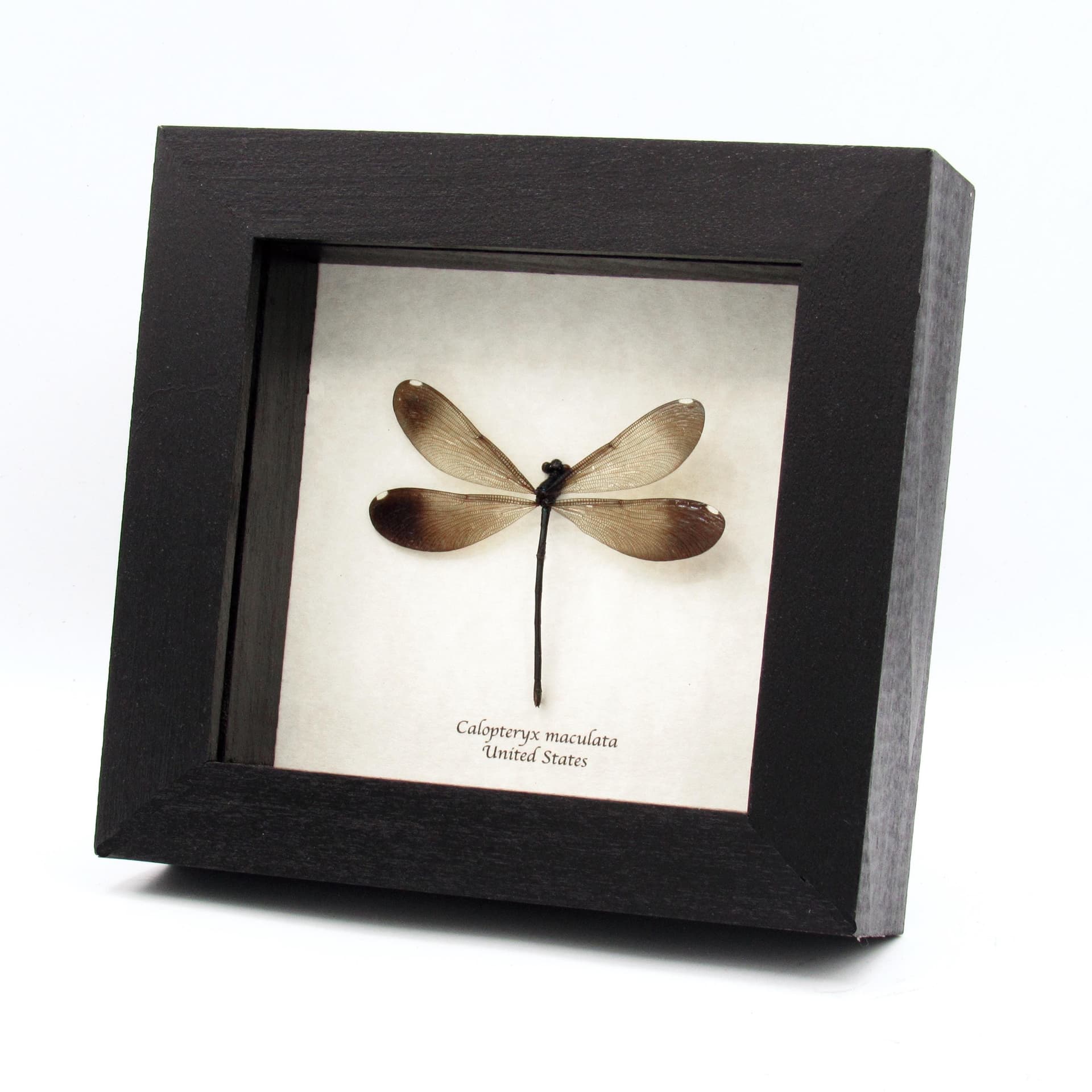 Real American Ebony Jewelwing Damselfly framed taxidermy - Calopteryx maculata - female