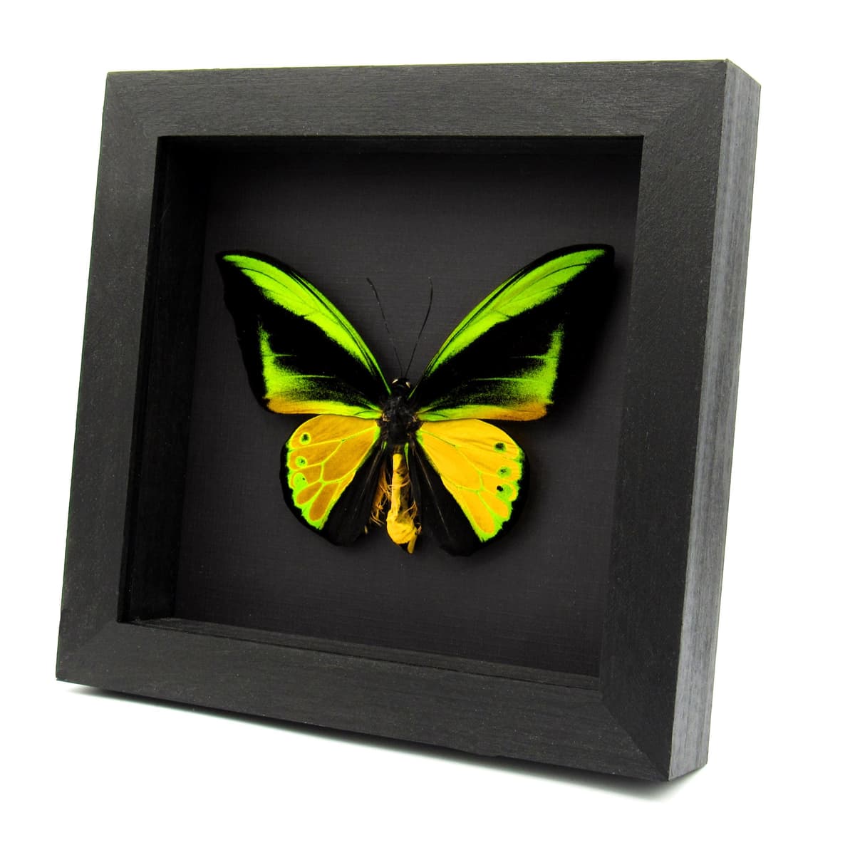 Huge Golden Birdwing butterfly framed taxidermy - Ornithoptera goliath samson
