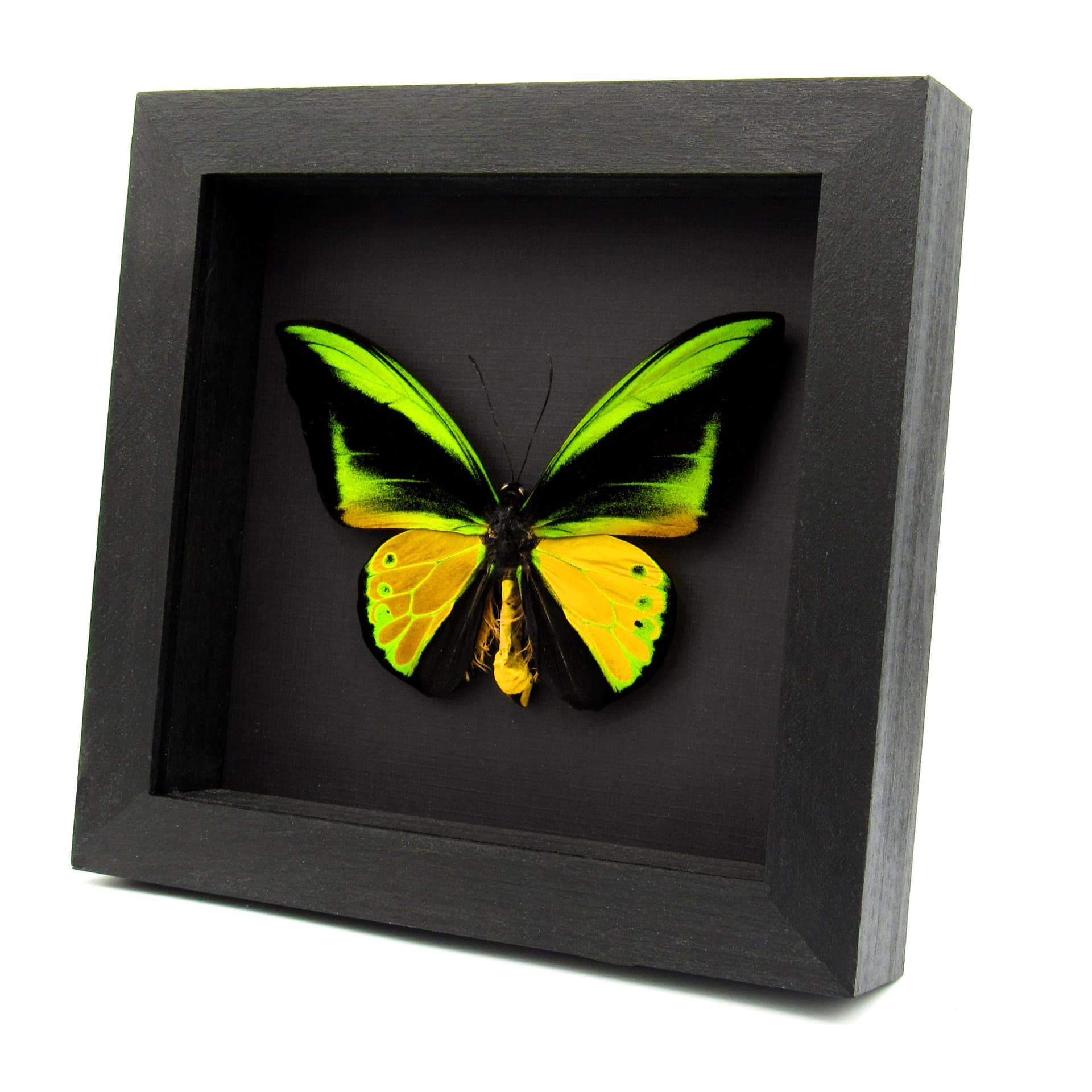 Huge Golden Birdwing butterfly framed taxidermy - Ornithoptera goliath samson