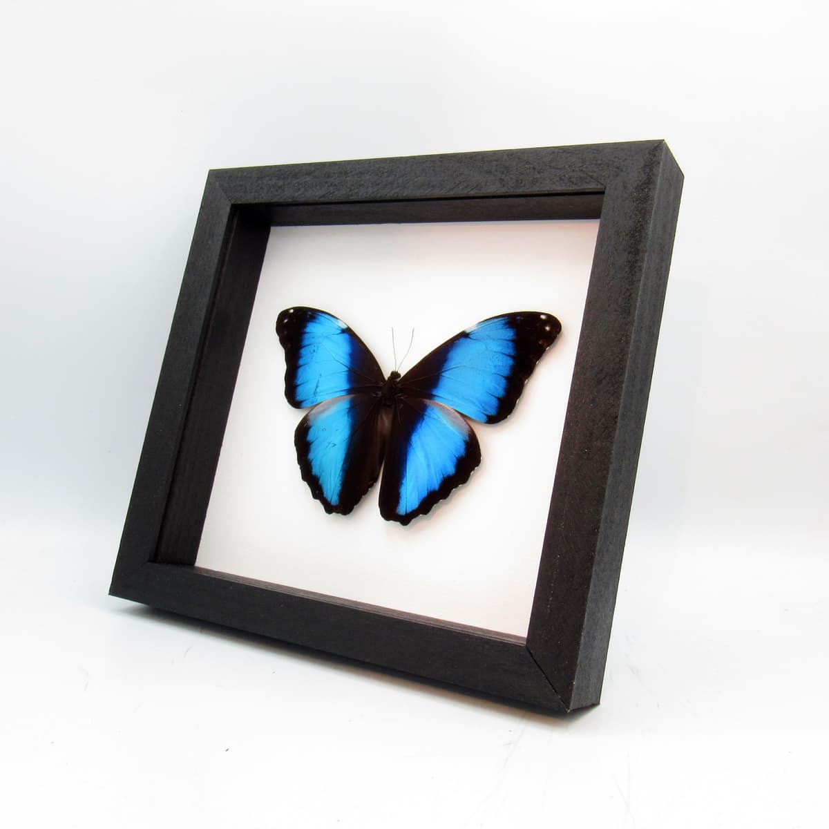 Real metallic blue butterfly framed taxidermy - Morpho deidamia - Victorian mount