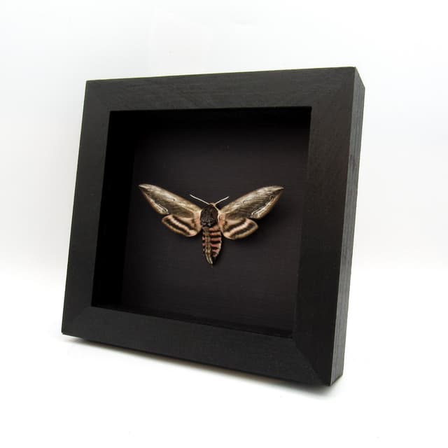 Real pink Privet Hawk Moth framed taxidermy - Sphinx ligustri - large female