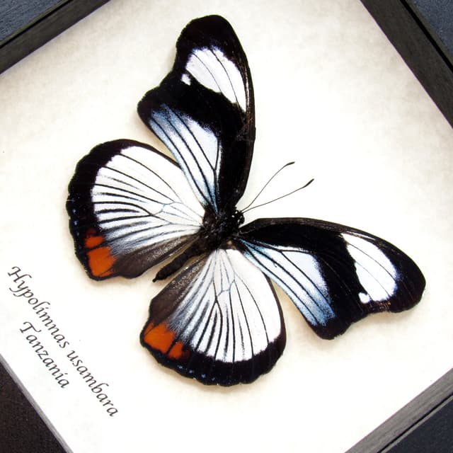 Rare Red Spot Diadem butterfly framed - Hypolimnas usambara - large female