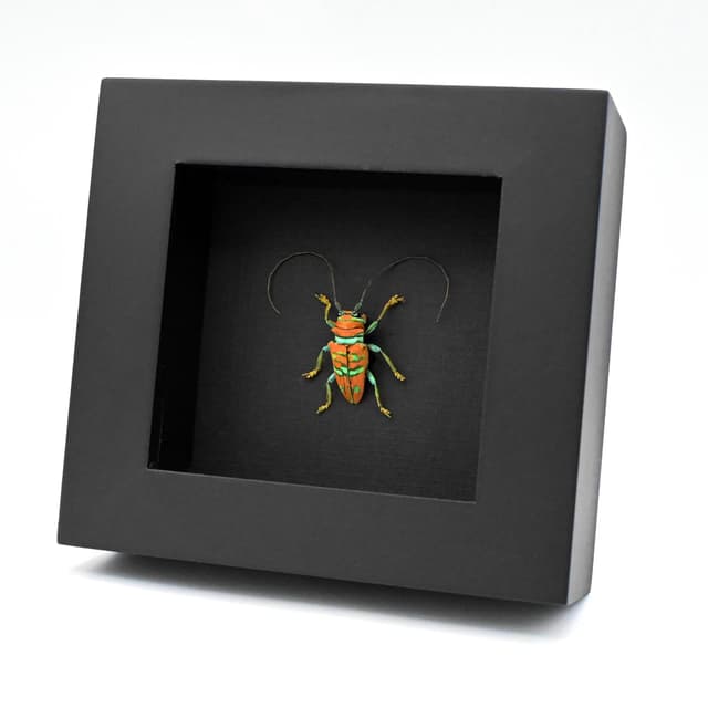 Real framed taxidermy Longhorn beetle - Sternotomis pulchra