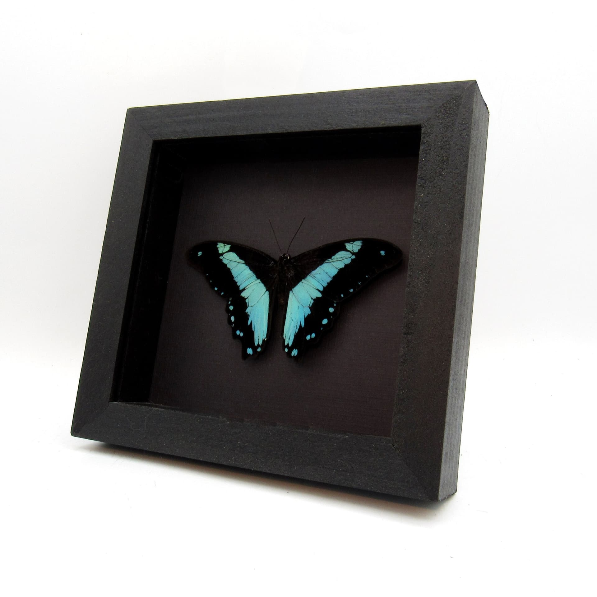 Real metallic butterfly framed taxidermy - Papilio bromius - Victorian mount