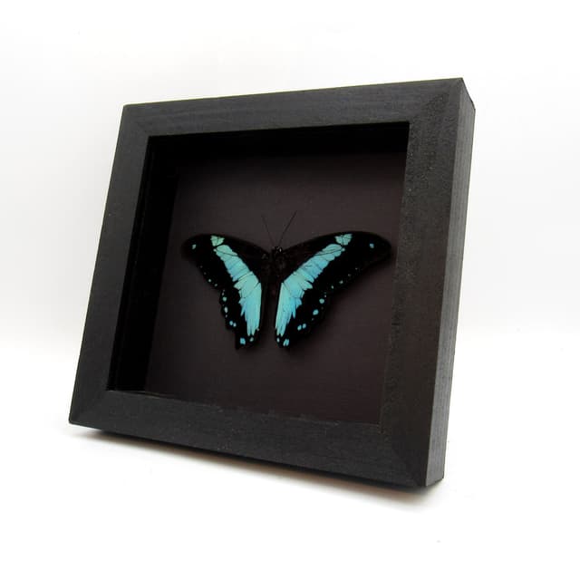 Real metallic butterfly framed taxidermy - Papilio bromius - Victorian mount
