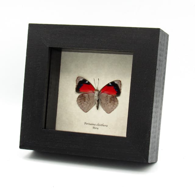 Real red butterfly framed taxidermy - Perisama clisithera