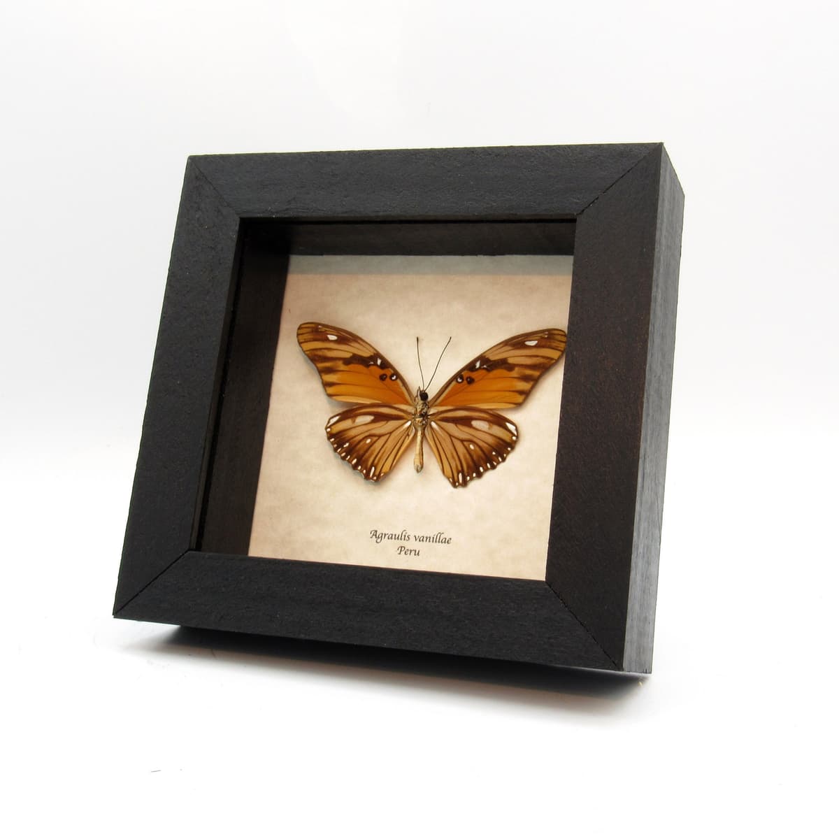 Real metallic silver Gulf Fritillary butterfly framed - Agraulis vanillae maculosa