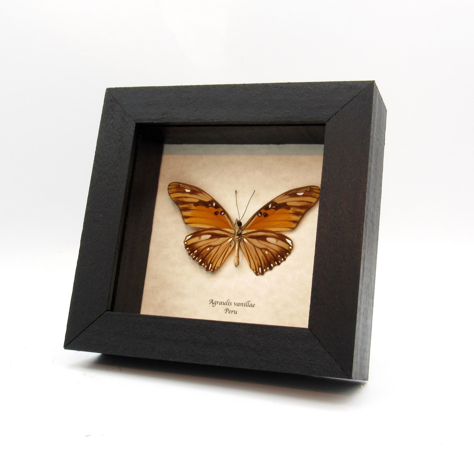 Real metallic silver Gulf Fritillary butterfly framed - Agraulis vanillae maculosa