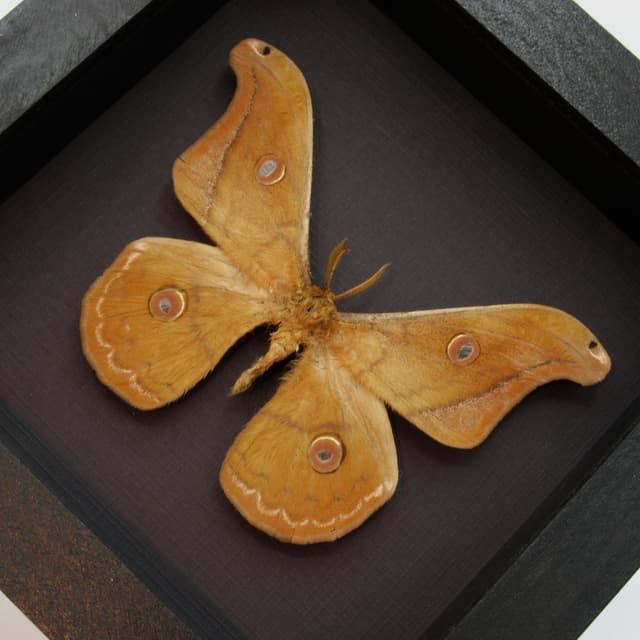 Rare Mexican Silk moth framed taxidermy - Copaxa lavendera
