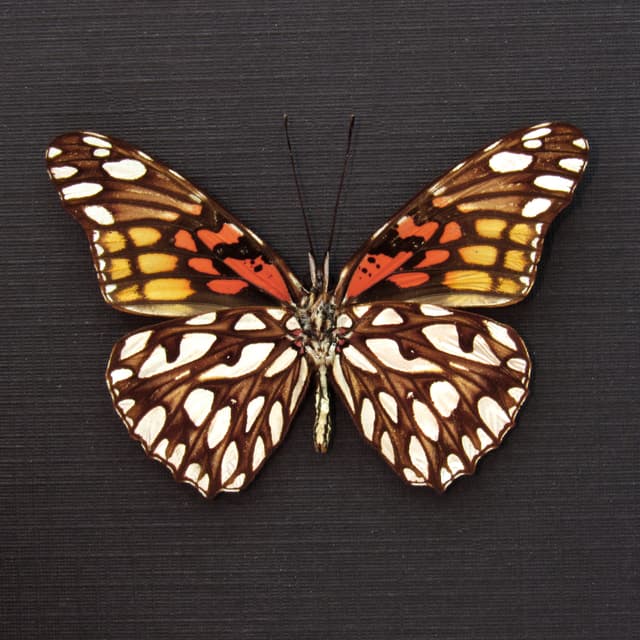 Real metallic silver butterfly framed taxidermy - Dione moneta