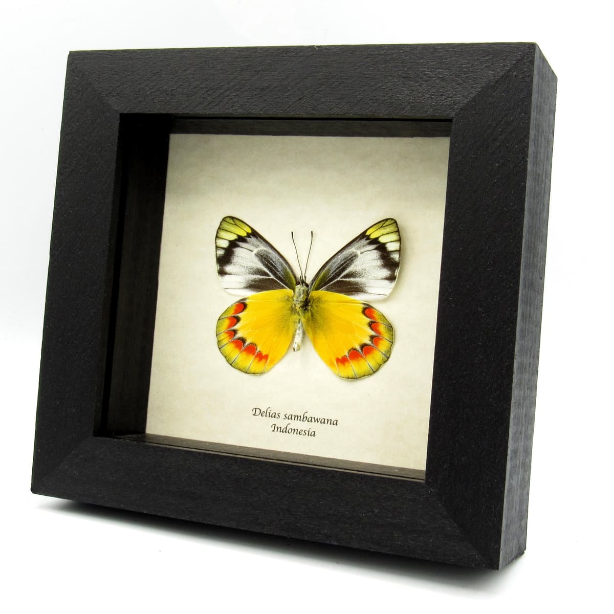 Real yellow Delias butterfly framed taxidermy - Delias sambawana
