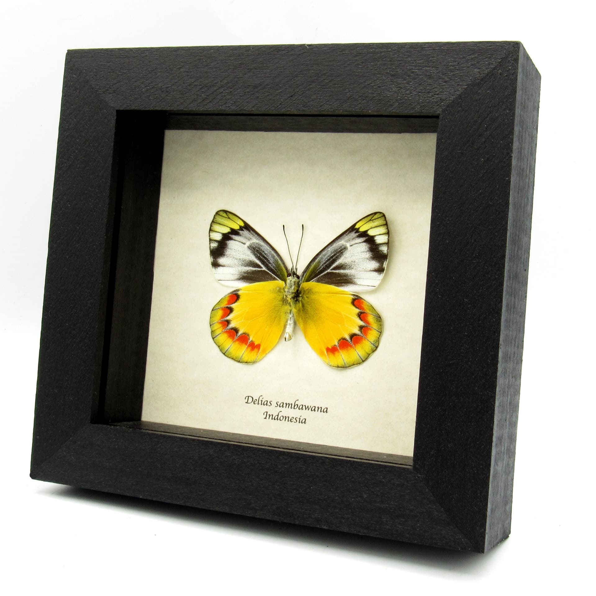 Real yellow Delias butterfly framed taxidermy - Delias sambawana