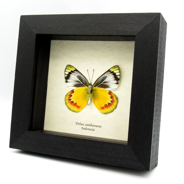 Real yellow Delias butterfly framed taxidermy - Delias sambawana